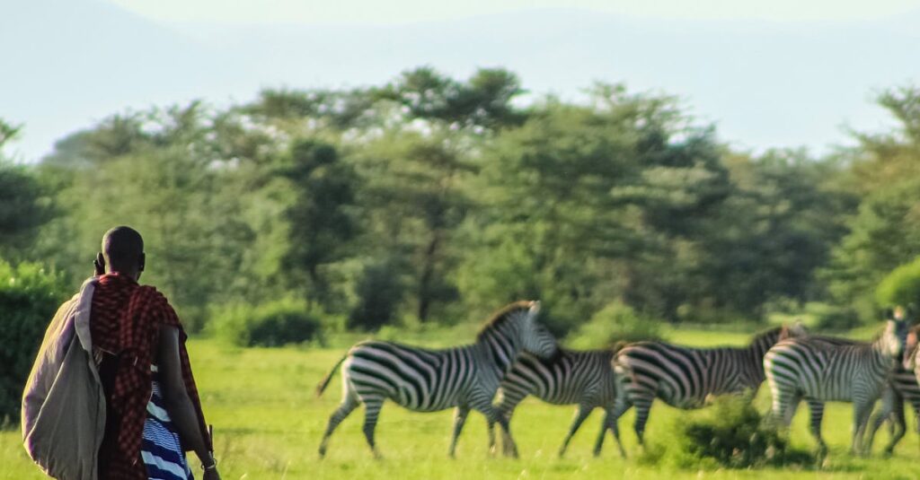 A Maasai individual walking through the African savanna, observing a group of zebras at daytime.