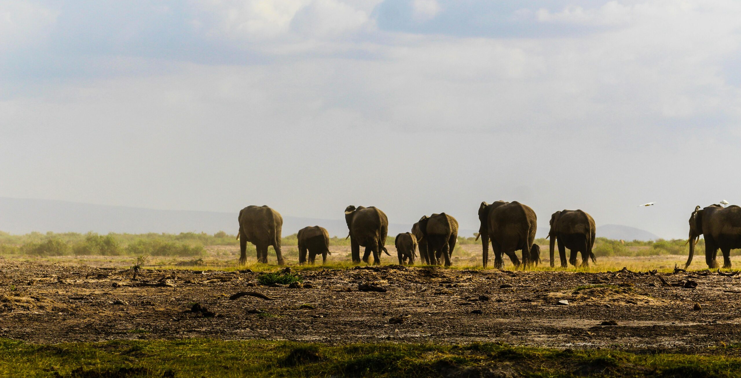 A serene view of African elephants strolling through the vast grasslands of Kenya under a cloudy sky.
