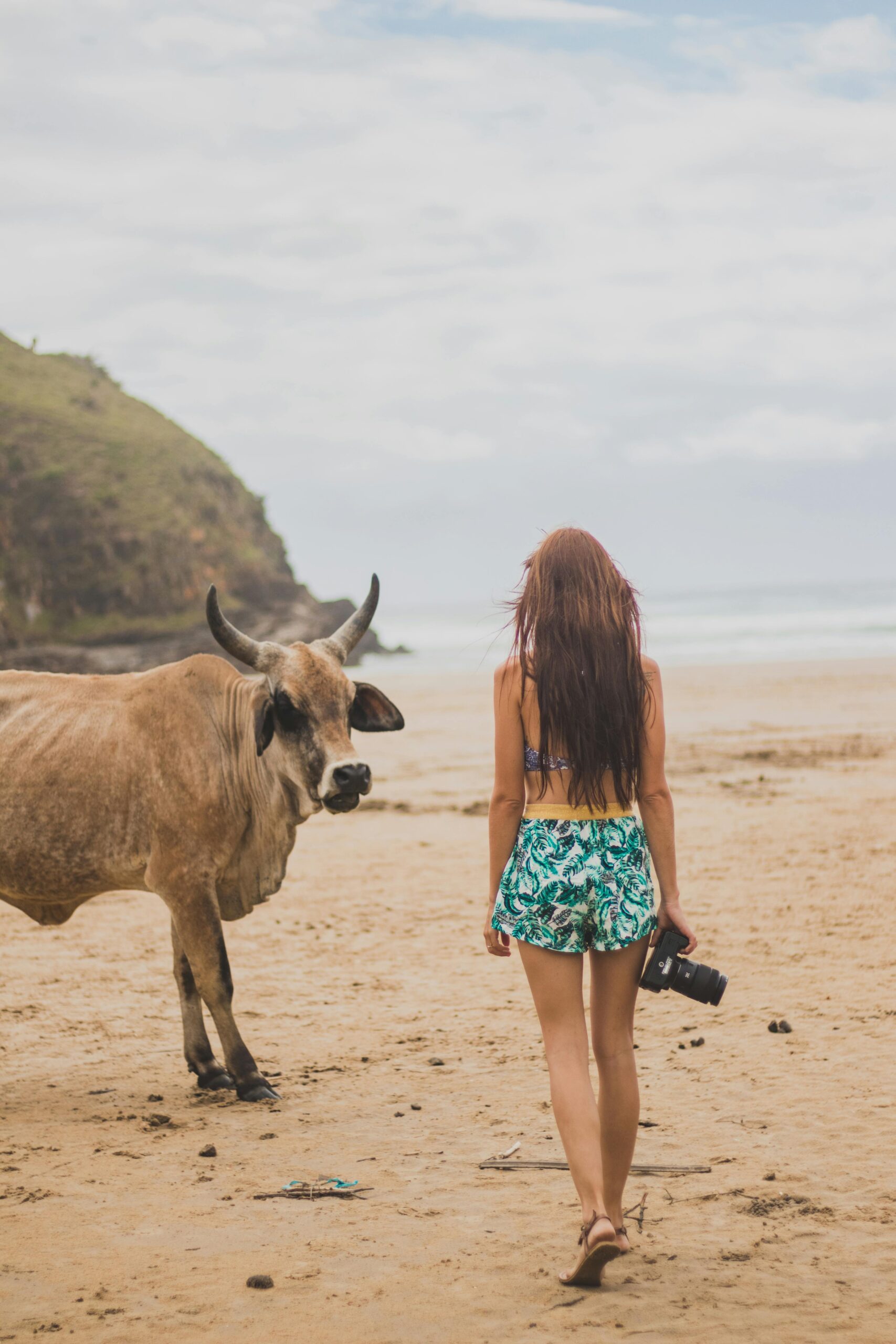 A woman with a camera walks along a beach in South Africa, approaching a cow by the shore.