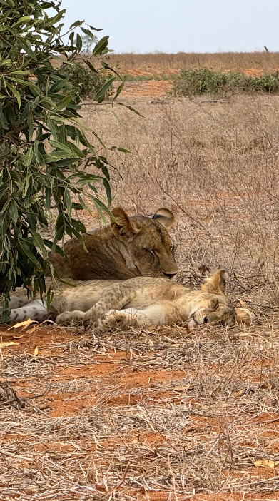 Dwie lwice odpoczywające w cieniu podczas safari w Parku Narodowym Tsavo East w Kenii