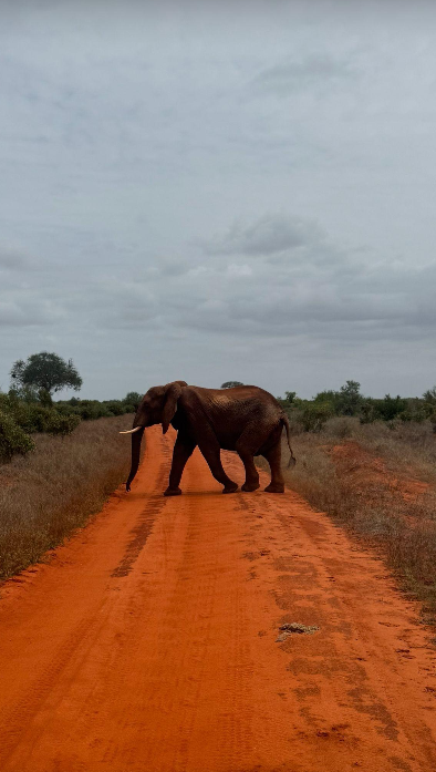 Słoń przechodzący przez czerwoną drogę podczas safari w Parku Narodowym Tsavo East w Kenii