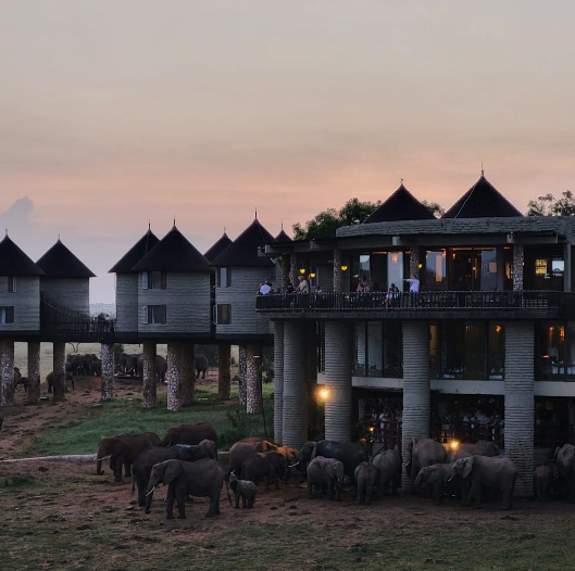 Stado słoni przy Sarova Salt Lick Game Lodge w rezerwacie Taita Hills w Kenii