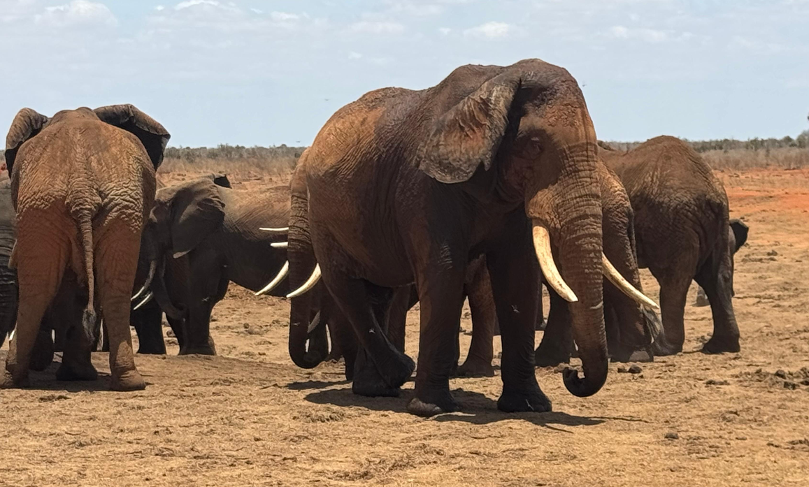 Stado słoni afrykańskich podczas safari w Parku Narodowym Tsavo East w Kenii