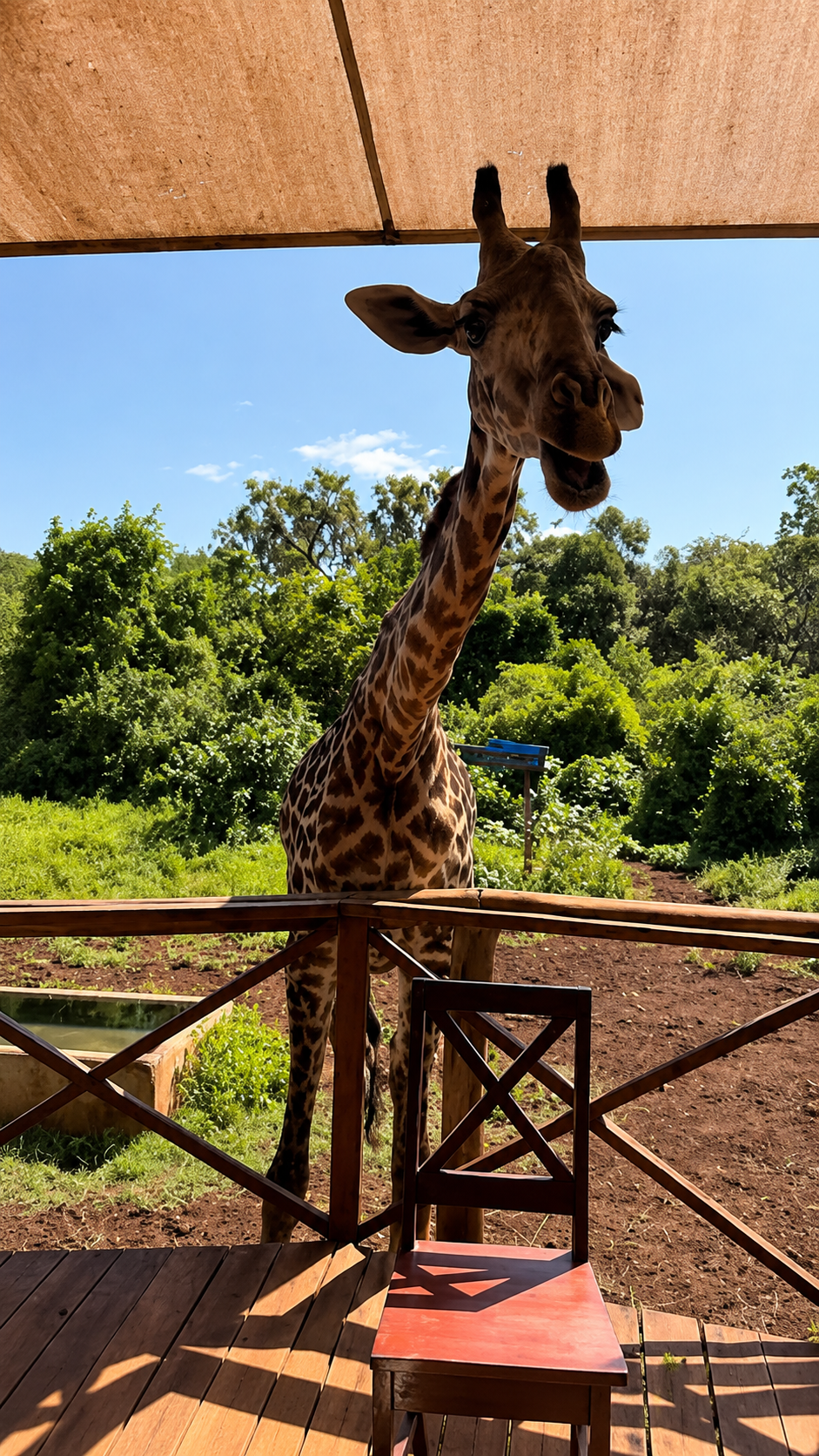 Żyrafa podchodząca do tarasu w Bora Bora Wildlife Park w Kenii