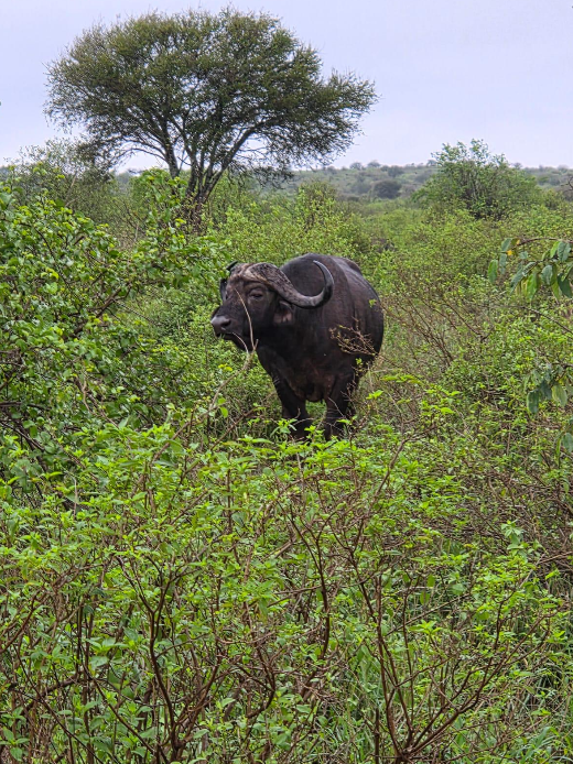 Bawół afrykański wśród zielonej roślinności podczas safari w Amboseli i Tsavo East.