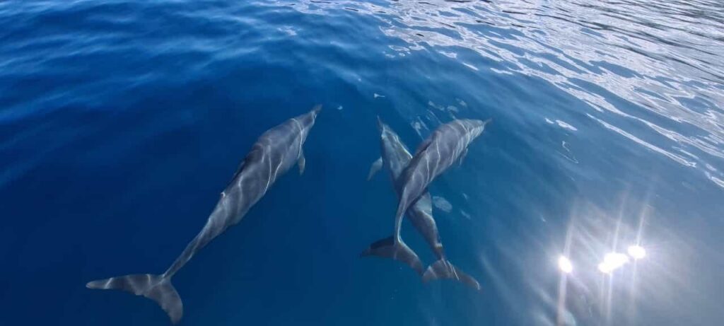 Delfin widoczny pod powierzchnią Oceanu Indyjskiego przy Wasini Island.