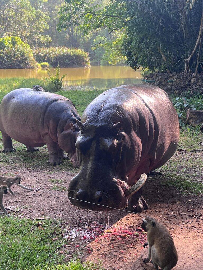 Dwa hipopotamy odpoczywające razem na wybiegu w Haller Park.