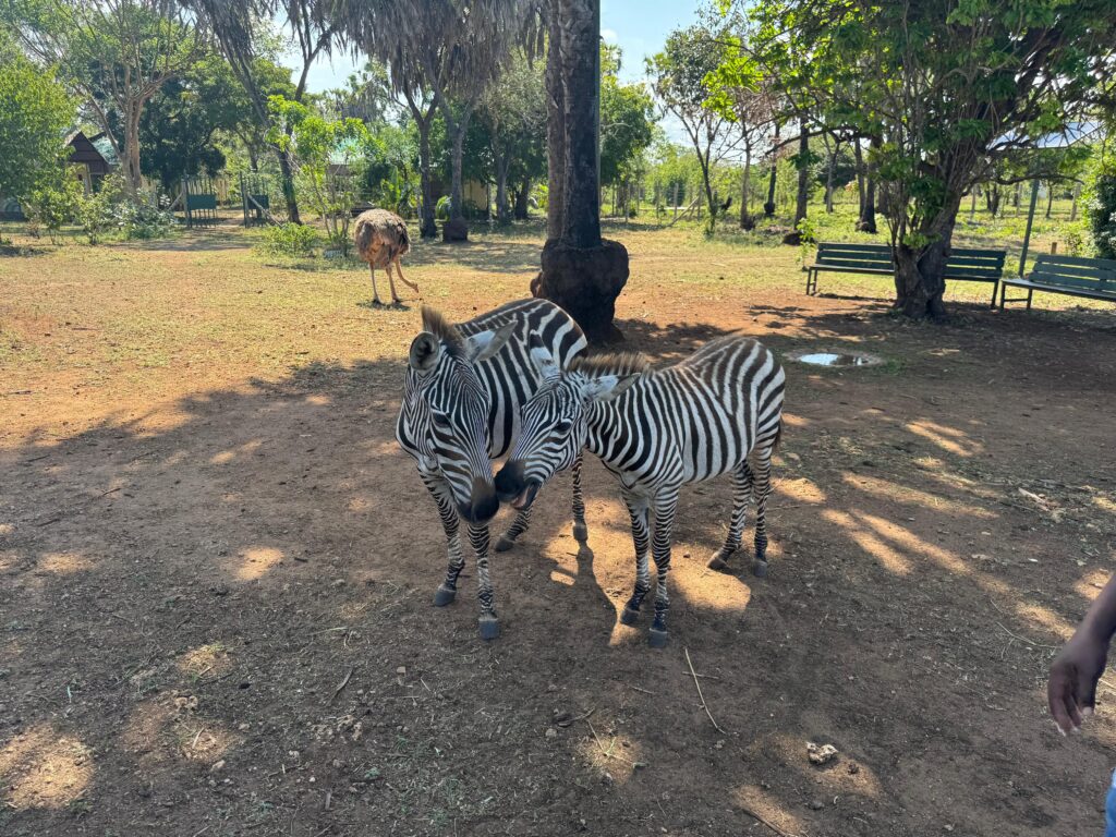 dwie-zebry-bora-bora-kenia
