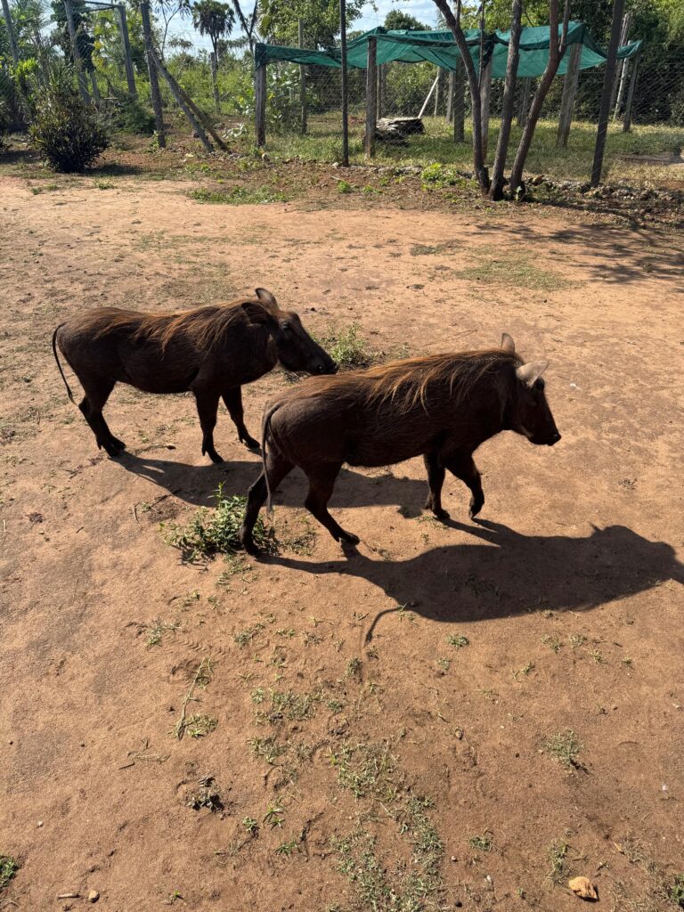 guzce-bora-bora-kenia