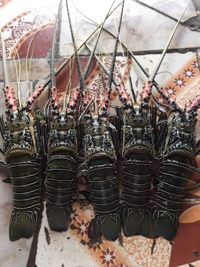 Świeże homary przygotowane do grillowania podczas wycieczki w Watamu.