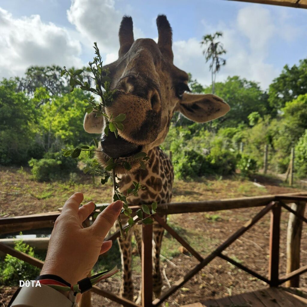 karmienie-zyrafy-bora-bora-kenia