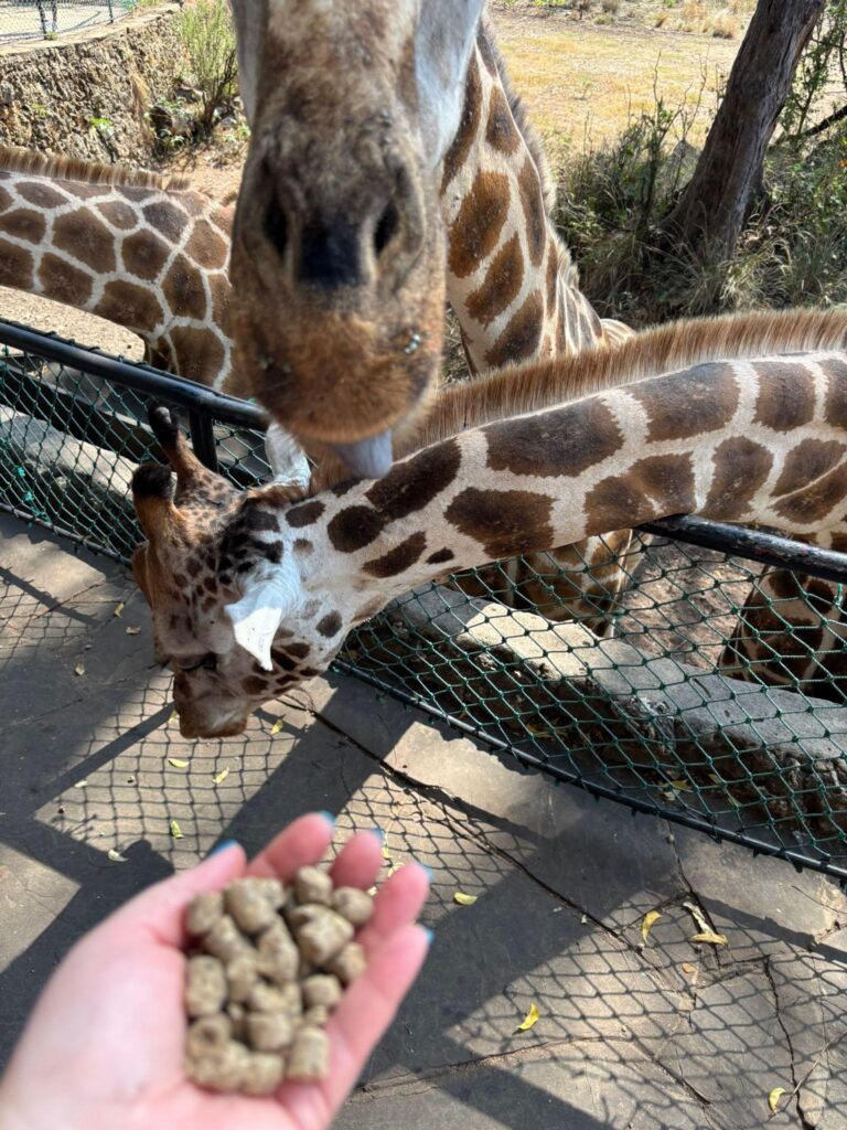 Karmienie żyrafy z ręki podczas wycieczki do Haller Park w Mombasie.
