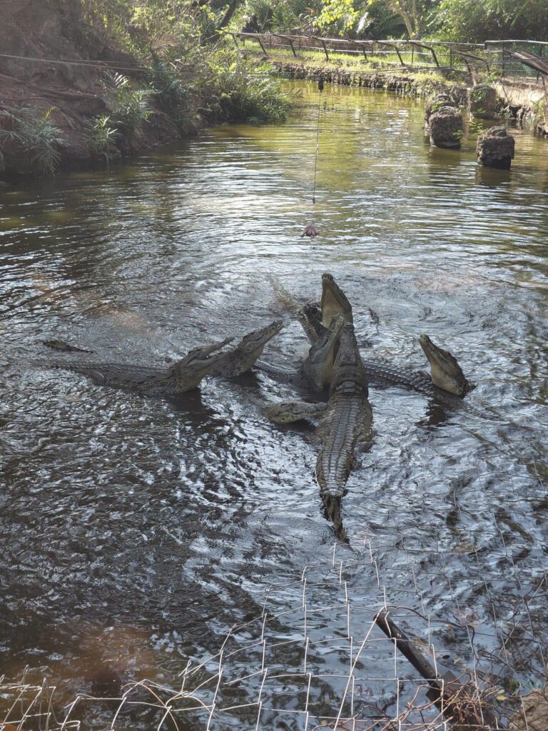 Krokodyl pływający w zbiorniku wodnym na terenie Haller Park.