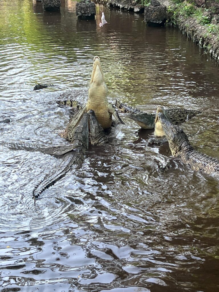 Krokodyl widoczny pod powierzchnią wody w Haller Park.