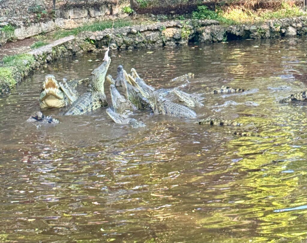 Krokodyle odpoczywające nad wodą w Haller Park w Mombasie.
