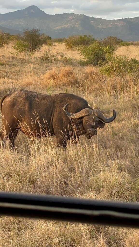 Bawół obserwowane z samochodu terenowego podczas safari w Kenii.