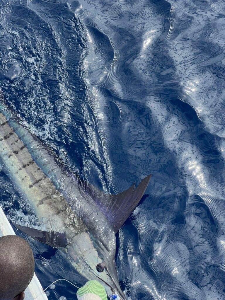 Marlin płynący w wodach Oceanu Indyjskiego u wybrzeży Mombasy.