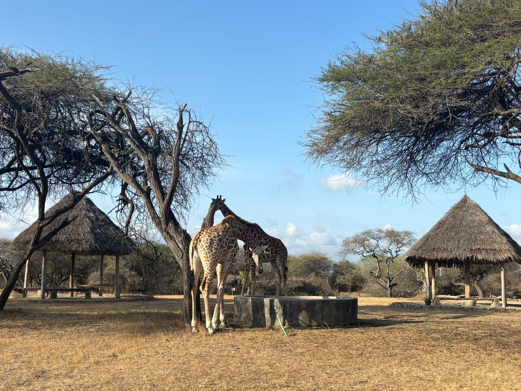 Miejsce piknikowe w Nguuni Nature Sanctuary