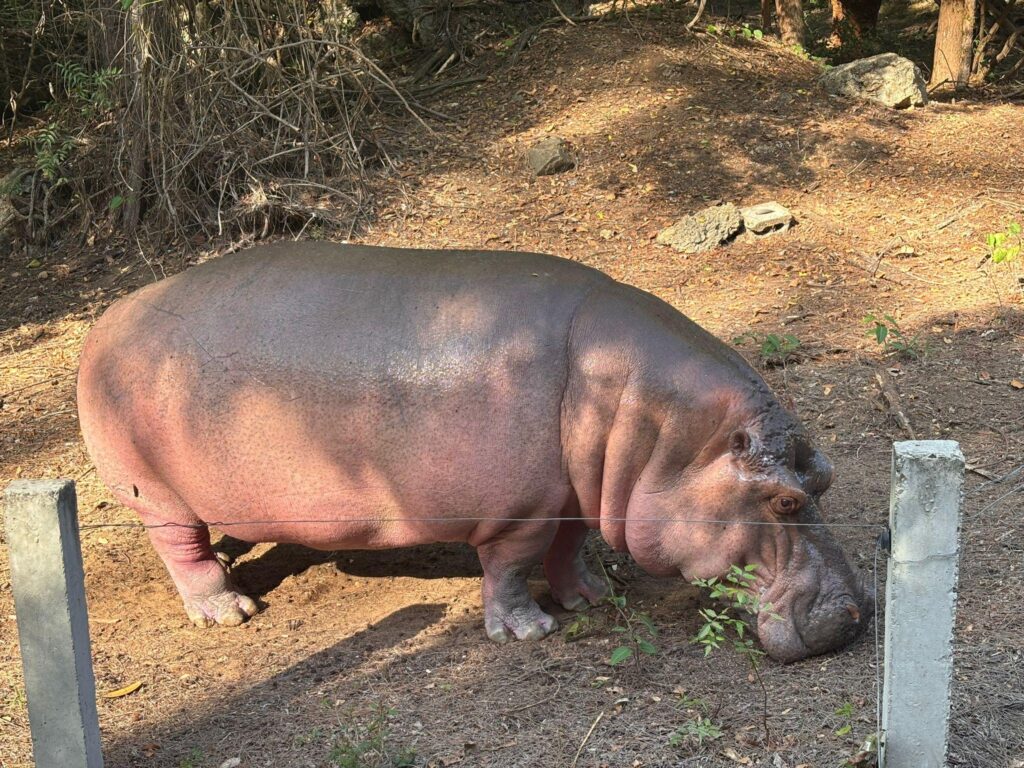 Hipopotam odpoczywający na ziemi w Haller Park w Mombasie.