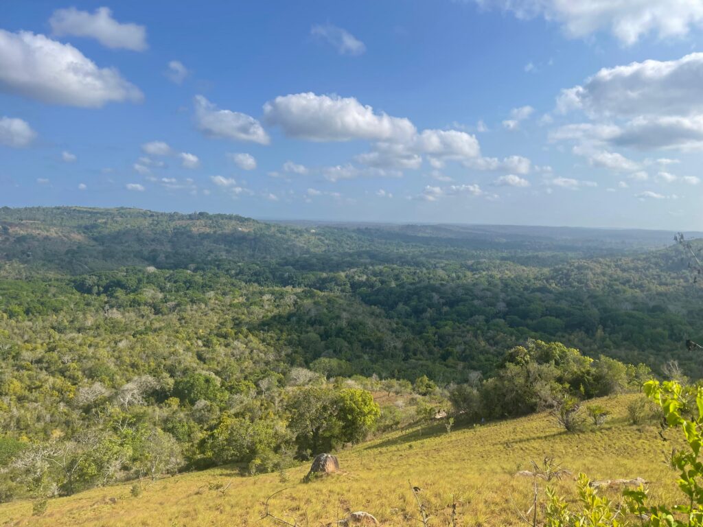 Rozległa panorama zielonych wzgórz rezerwatu Shimba Hills w Kenii.