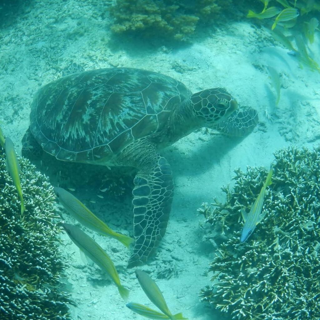 Rafa koralowa widoczna pod przejrzystą wodą przy Wasini Island.