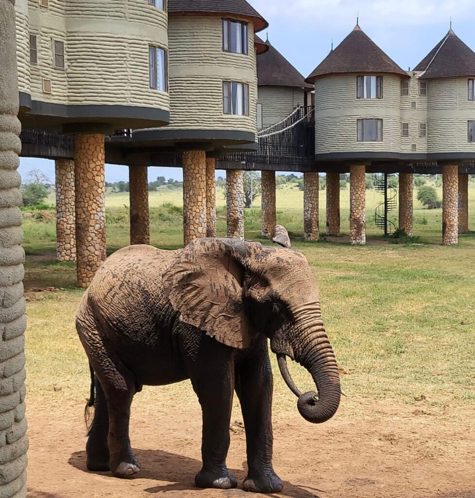 Słonie korzystające z wodopoju znajdującego się przy safari lodge.