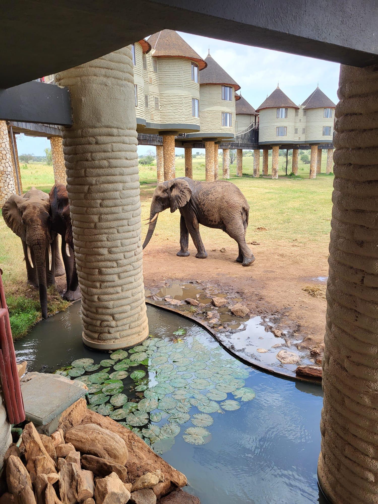 Słonie przy wodopoju obok safari lodge w Kenii