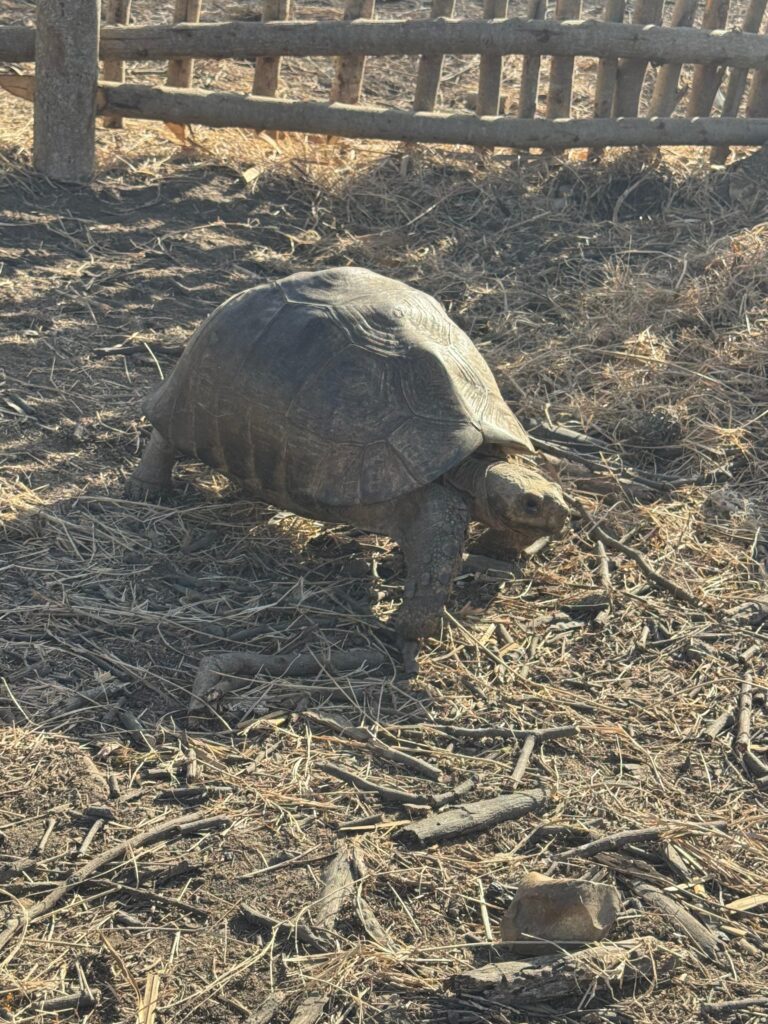 Żółw lądowy spacerujący po terenie Nguuni Nature Sanctuary.