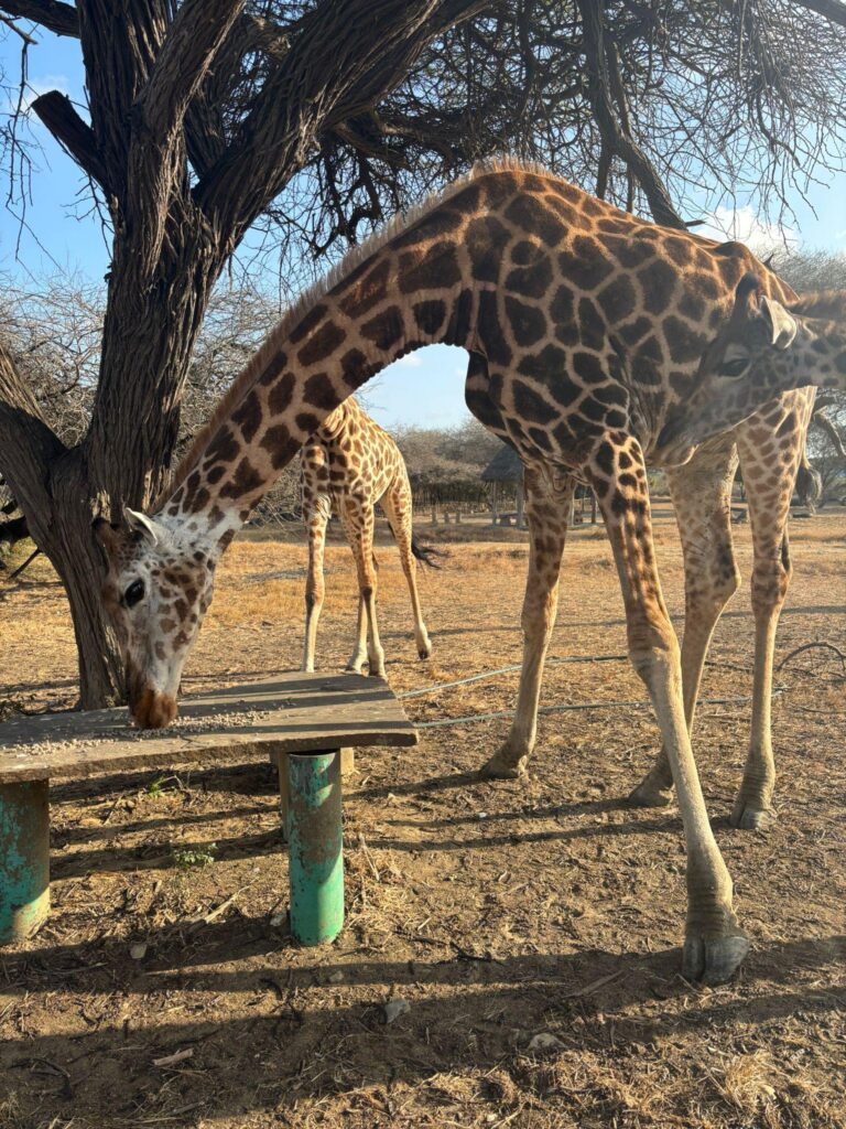 Żyrafa obok drewnianego zadaszenia na terenie Nguuni Nature Sanctuary.